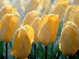closeup photography of yellow Tulips with water droplets