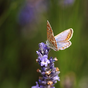 selective focus photography of butterfly on purple flowers