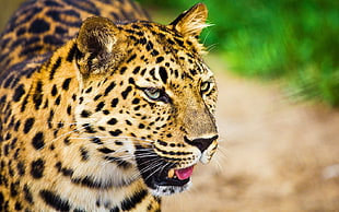 brown and black leopard growling