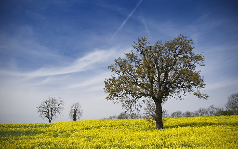green leafed tree, landscape HD wallpaper