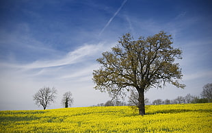 green leafed tree, landscape