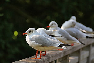 birds on gray concrete fence