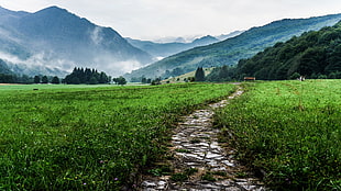 landscape photo of a pathway between grass field