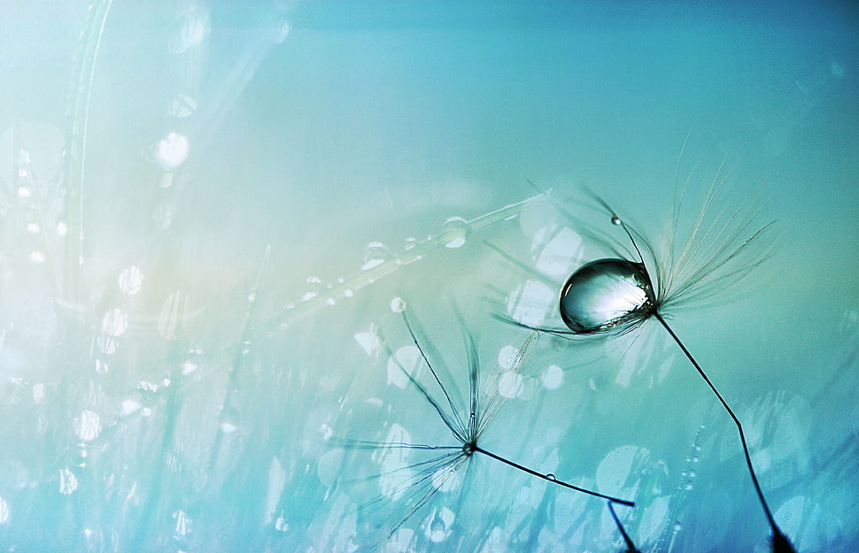 water drops HD wallpaper