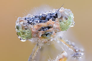 macro photography of damsel fly