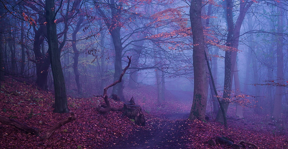 brown leaf trees, nature, landscape, forest, path HD wallpaper