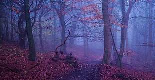 brown leaf trees, nature, landscape, forest, path