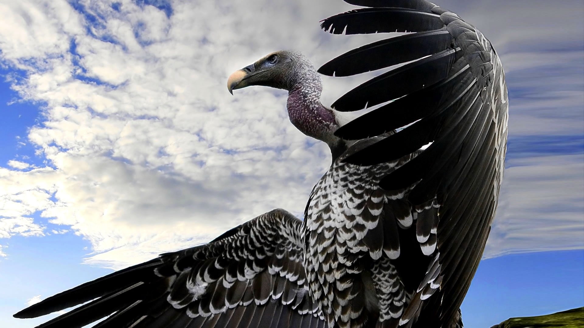 black and white condor spreading its wings