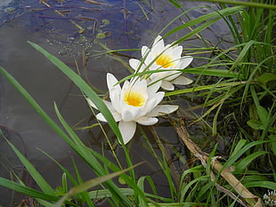 two white petaled flowers on water