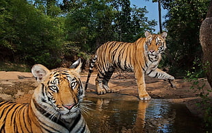 two tigers on body of water near forest HD wallpaper