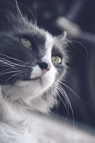 close up photography of black and white cat HD wallpaper