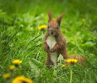 brown rodent on green grass, dandelions