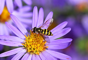 yellow and black wasp perched on purple flower macro photography