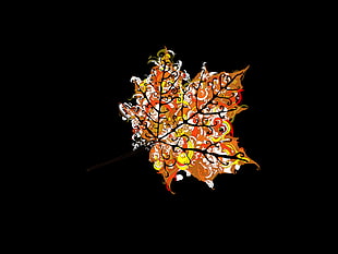 brown, red, and yellow maple leaf with black background