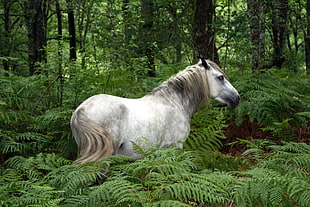 white horse surround by green ferns during daytime