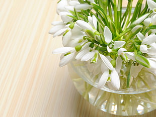 white Snowdrop flowers in closeup photo