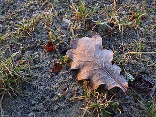 dried leaf above green grass