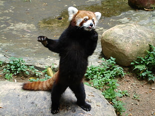 black and orange animal, animals, panda, red panda