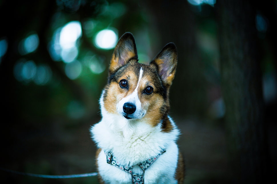 white, tan, and black Corgi HD wallpaper