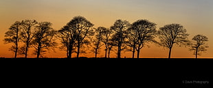 silhouette of tall trees during golden hour, orange trees