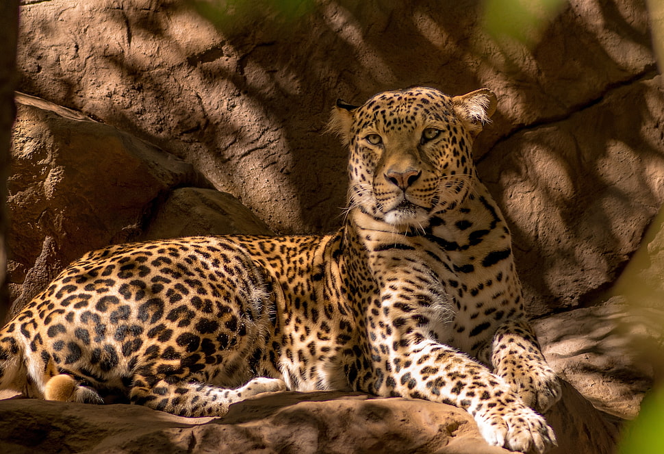 lying leopard under the tree photo HD wallpaper