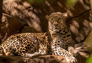 lying leopard under the tree photo