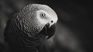 closeup photo of African grey parrot