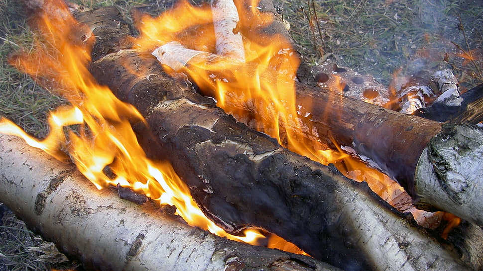 gray wooden burned firewood HD wallpaper