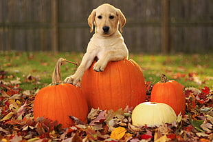 yellow Labrador Retriever puppy in pumpkin surrounded by withered leaves