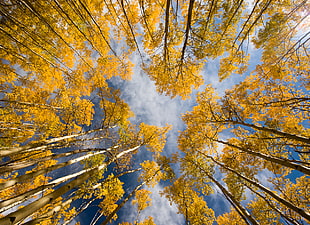 low angle photo of yellow leaf trees during daytime HD wallpaper