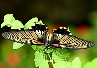 black and brown butterfly, swallowtail HD wallpaper