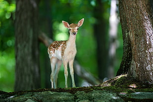 brown fawn on tree root surrounded by green leaf trees at daytime