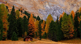 brown cabin, trees, fall, hut HD wallpaper