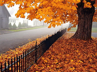 Autumn,  Tree,  Leaves,  Fence HD wallpaper