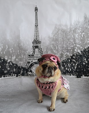 fawn pug with eiffel tower poster at the back, paris