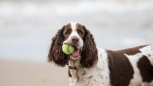 short-coated white and brown dog, animals, dog, tennis balls