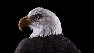 black and white eagle HD wallpaper