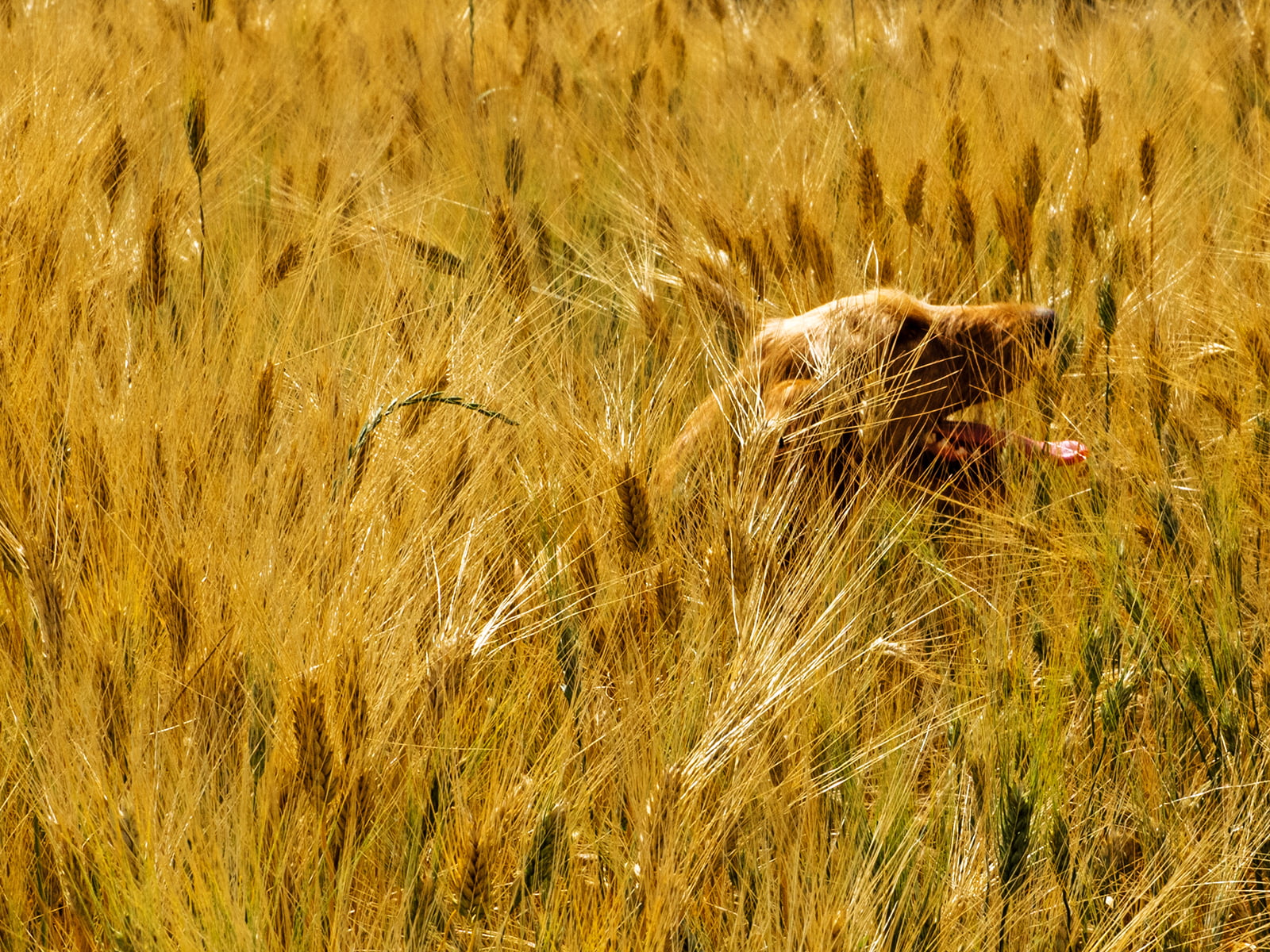 brown dog in the middle of wheat field