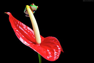 red Anthorium flower in bloom close-up photo