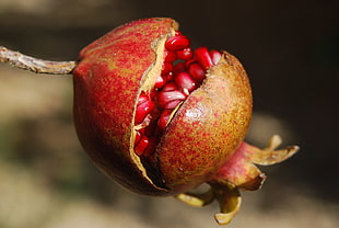 red and brown pomegranate HD wallpaper