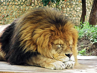 brown and black Lion, animals, lion