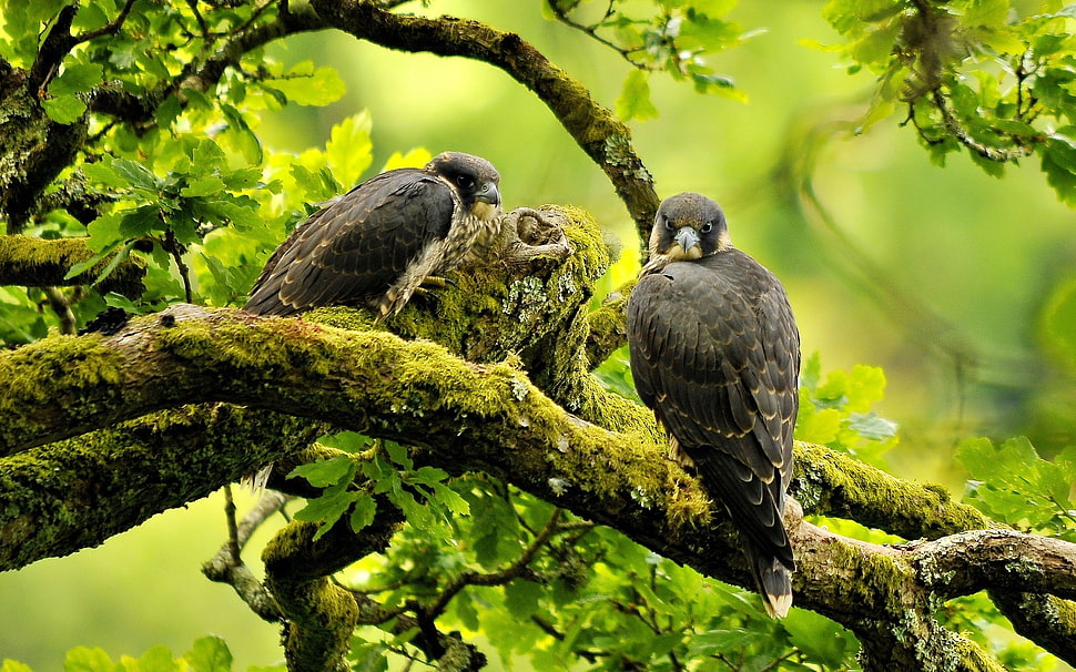 birds, eagle HD wallpaper