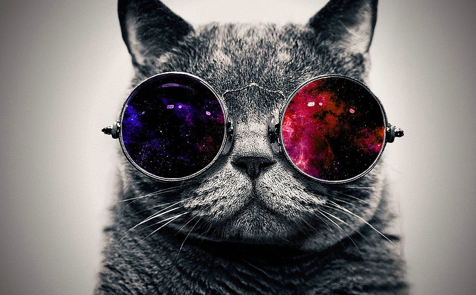 gray cat, cat, space art, animals, space HD wallpaper