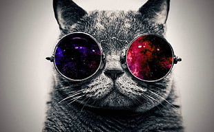 gray cat, cat, space art, animals, space