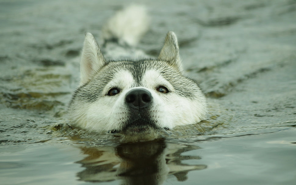 gray siberian husky in the lake HD wallpaper