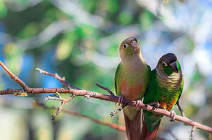 focus photography of 2 green-cheeked Conures perching on tree
