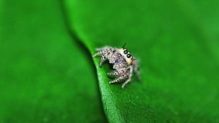 closeup photography of jumping spider on green leaf