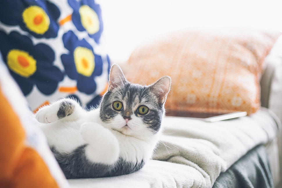 black and white coated cat lying on couch HD wallpaper