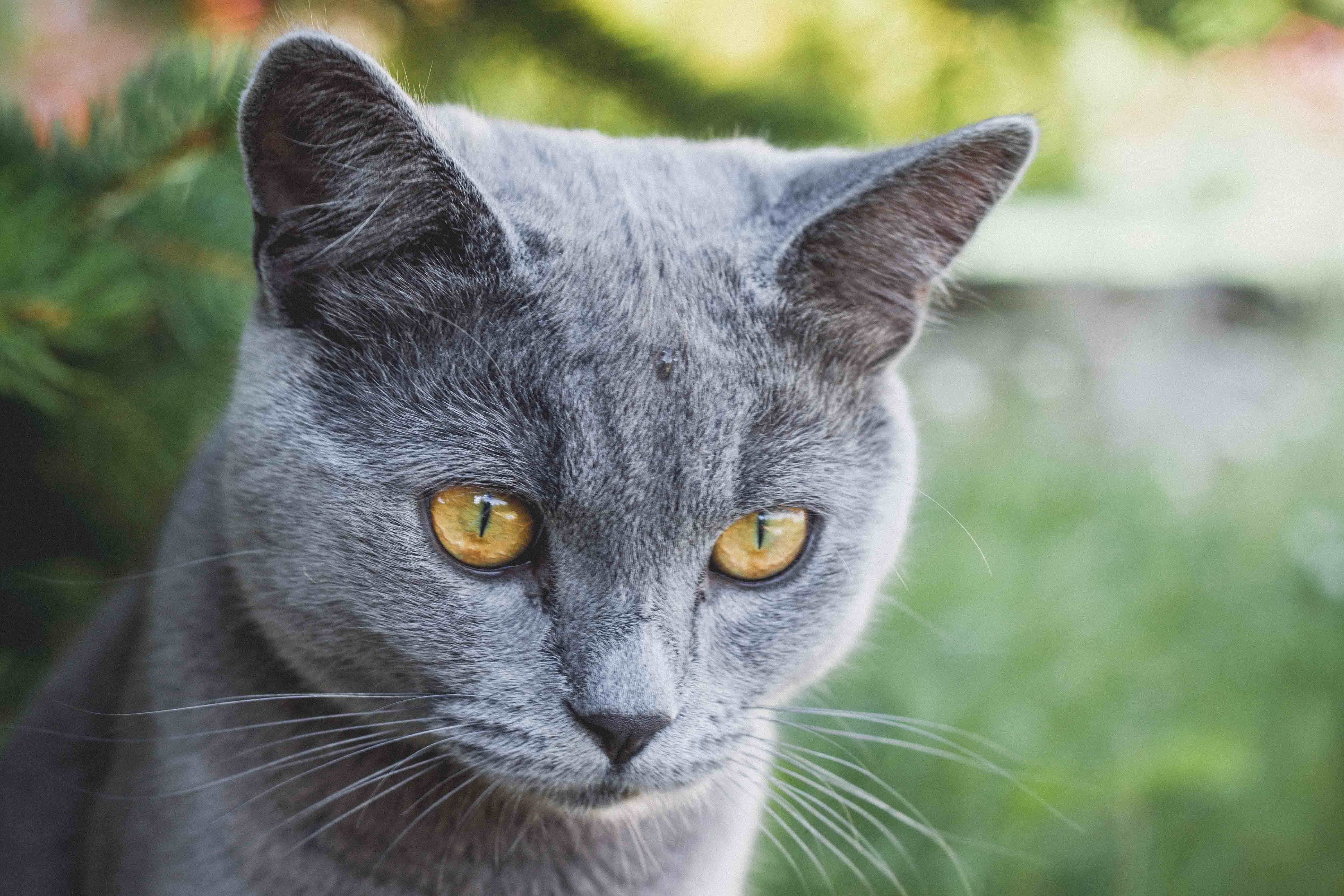 Russian Blue Cat