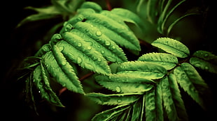green leaf plant, leaves, ferns, macro, water drops HD wallpaper